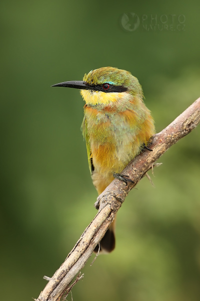 Vlha malá (Merops pusillus), Botswana